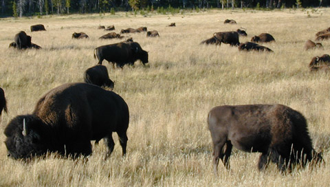 bison.jpg