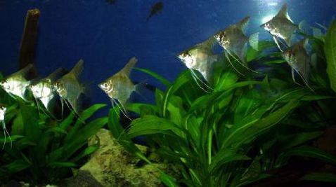 normal_fishtank.JPG