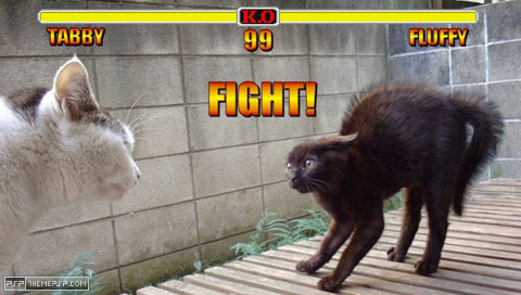 catfight.jpg